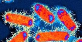 Биологи научились рассматривать бактерии сквозь кожу, заставив их светиться