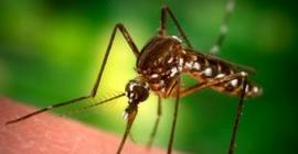 Комары начали пить кровь уже 46 млн лет назад