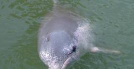 Учеными найдены новые виды дельфинов