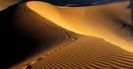 В пустыне Намиб был обнаружен новый вид землероек
