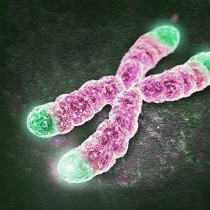 Хромосомы помогут предсказать рак за 13 лет до его возникновения