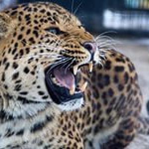 Путину доложили о росте популяции амурских тигров и дальневосточных леопардов