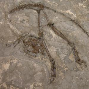 Первые скелетные существа появились на Земле 570 миллионов лет назад