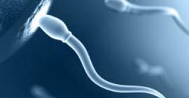 Ученые вырастили человеческий сперматозоид в пробирке