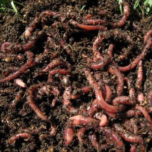 Ученые: черви питающиеся пластиком, очистят планету от мусора