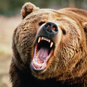 Под Комсомольском-на-Амуре медведь и 67-летний охотник убили друг друга