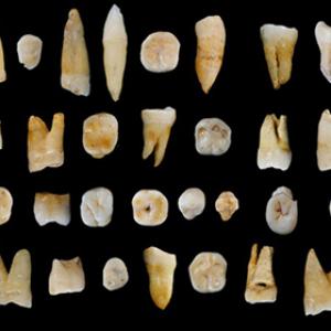 Древние зубы доказали: люди пришли в Китай раньше, чем в Европу