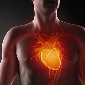 Учёные: сердце мужчины и женщины стареет с разной скоростью