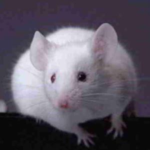 Ученые научились делать мышей прозрачными