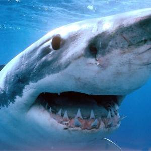 Учёные: Тигровые акулы дружелюбны, а если нападают – виноваты люди