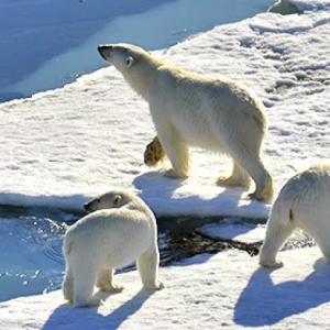 Туша выброшенного на берег кита приманила более 200 белых медведей на Чукотке