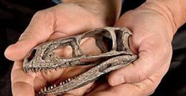 В Аргентине обнаружены останки животных, возраст которых превышает 230 млн. лет