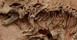 Американскими школьниками найдены останки динозавра
