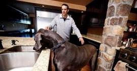 Самая крупная собака в мире умерла в США