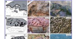 Древние окаменелости найдены в Австралии