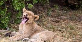 Африканские львы: один день из их жизни в фот