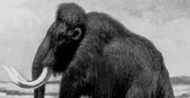 Ученые клонируют мамонта, найденного в Сибири
