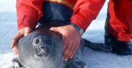 Санкт-Петербург: в акватории финского залива нашли двух маленьких тюленят
