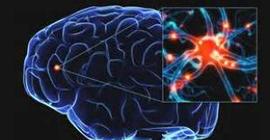 Ученые создали карту сети нейронов мозга млекопитающего