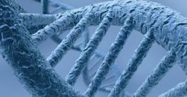 Болевой порог человека зависит от генов