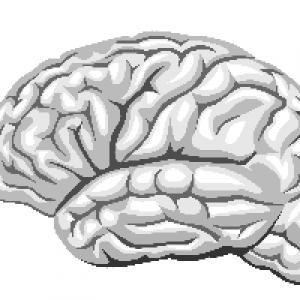 Brain 282. Мозг узор. Мозг рисунок бледно. Спрайт мозга.