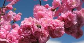 В Бирюлевском дендропарке распускаются цветы сакуры