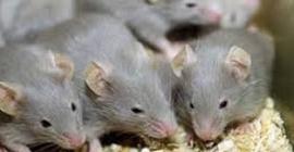 Ученые: мыши испытывают стресс в присутствии мужчин и совсем не боятся женщин