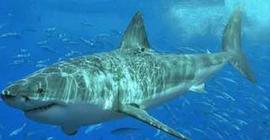 У Земли Франца Иосифа обнаружены двухметровые полярные акулы