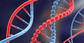 Ученые создали организм с тремя парами ДНК