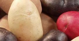 В Белоруссии пройдет эксперимент по выращиванию ГМО картофеля
