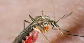 Может ли комар передать гепатит В и С?