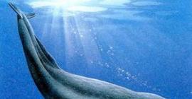 На Ставрополье обнаружили останки древнего кита