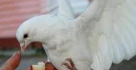 Петербургские голуби заразили 18 человек орнитозом