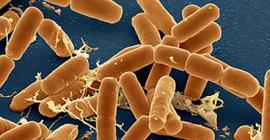 В Британской канализации обнаружены бактерии, стойкие к любым антибиотикам