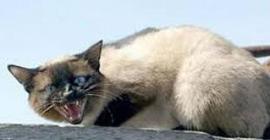 Бешеная кошка укусила жительницу Ростовской области