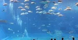 На ВДНХ откроют самый большой океанариум в Европе