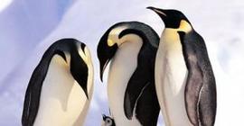 Механические пингвины приняты в стаю (Видео)