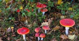 В Букингемском дворце выросли галлюциногенные грибы