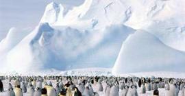 Путин поддержал идею по развитию туризма в Антарктиде
