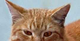 Суровый кот из Владивостока собрал 2,5 млн просмотров (Видео)