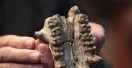 После обнаруженной на Пэнху челюсти ученые задумались о новом виде первобытного человека