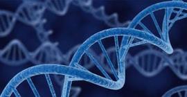 Томские генетики могут определить точное место рождения человека по ДНК