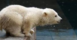 Белые медвежата Московского зоопарка вышли в «свет»