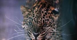 Россия передаст Ирану амурских тигров в обмен на леопардов