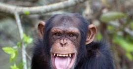Ученые - вирусологи: человечество получило ВИЧ от шимпанзе и горилл