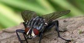 Биологи обнаружили встроенный в мозг мух «компас»