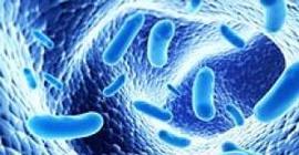 Генно-модифицированные бактерии - уникальное средство диагностики рака