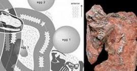 Археологи обнаружили останки древнего змея - убийцу динозавров