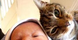 Токсоплазмоз передающийся от кошек, снижает умственные способности ребенка