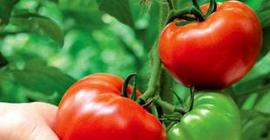 Ученые доказали, что томатная паста омолаживает кожу